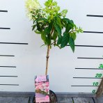 Hortenzia metlinatá (Hydrangea paniculata) ´GROUNDBREAKER® BLUSH´ by LIVING CREATIONS®´ - výška 60-70 cm, kont. C3L - NA KMIENKU